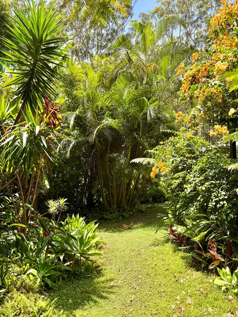 A quick dose of green from my garden for those up north who might be missing it. Arakoon, Australia
