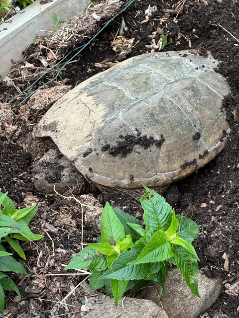 What's happening to my bee-balm?  Funny not funny.