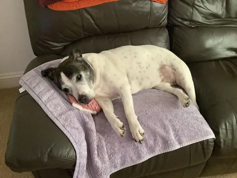 More of da old pupper. She likes to stare a lot lol.