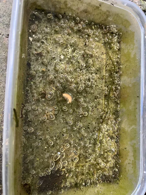 accidentally created an ecosystem by leaving out water for a cat. 