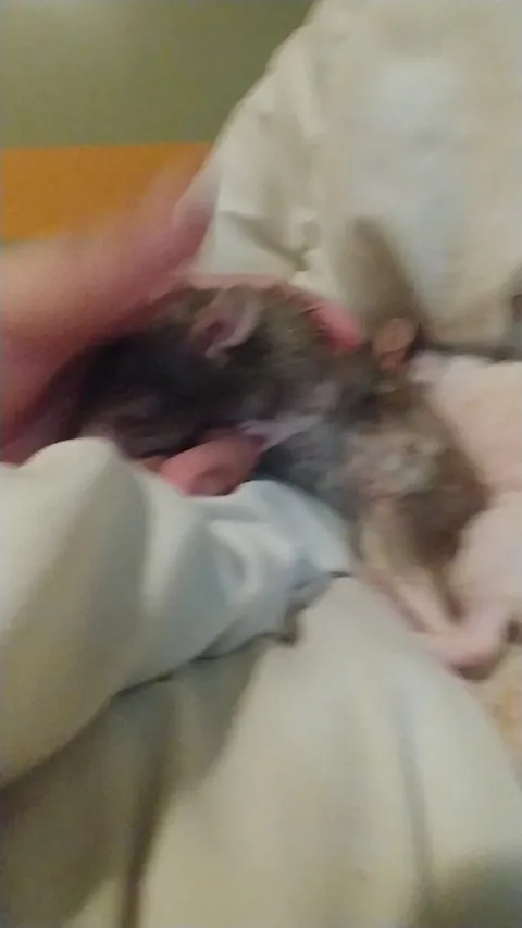 Final video of my ancient heart rat, Shephard