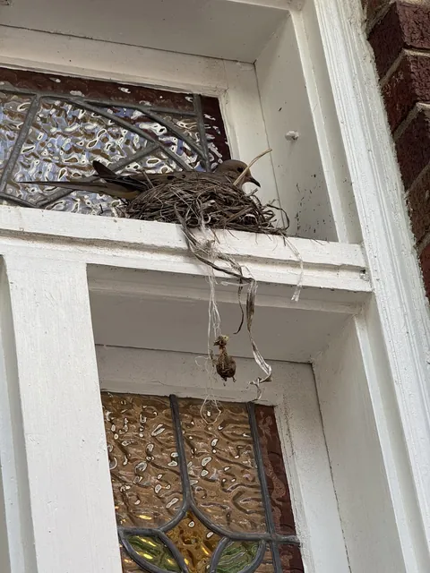 This mourning dove is just chilling in its nest and DGAF that one of its children seemingly hanged itself with the nest’s materials.