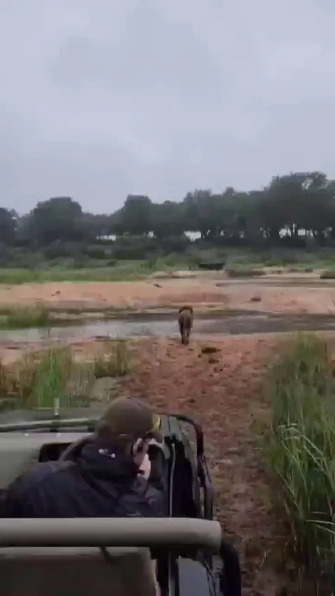 🔥 Lion startled by huge crocodile, but still cautiously crosses the river