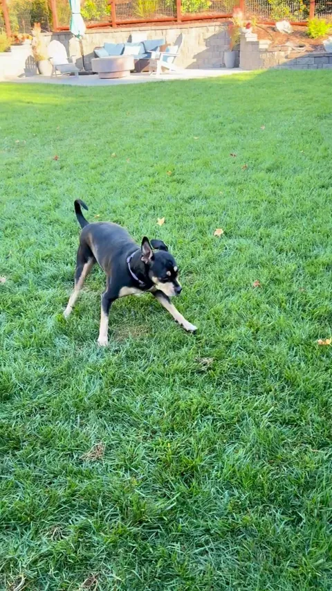 Meet Doozy, our new foster with cerebellar hypoplasia