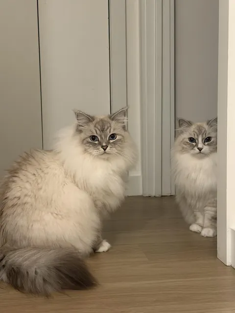 This was the look I got when I was taking too long with their dinner