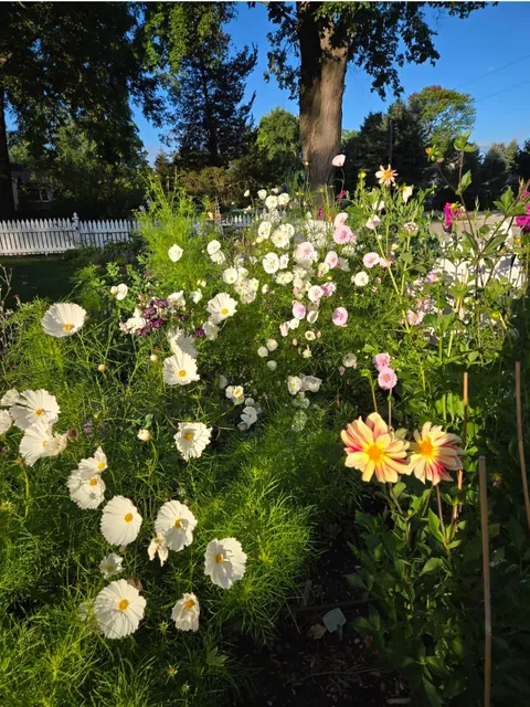 Second year cottage garden