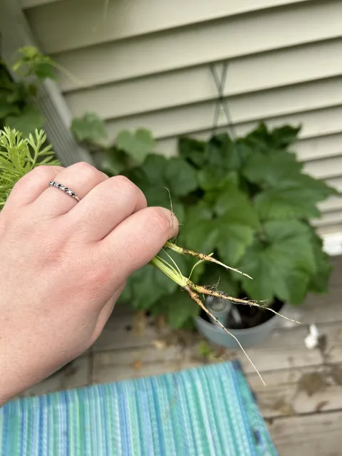 Our carrot harvest has been plentiful this year. 