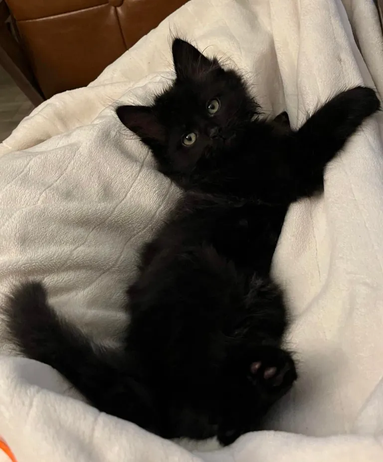 Is there anything cuter than a baby void?