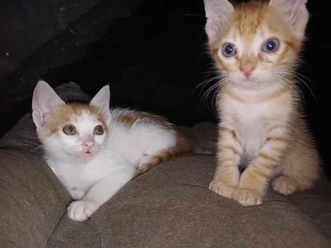 Should I bring one home?