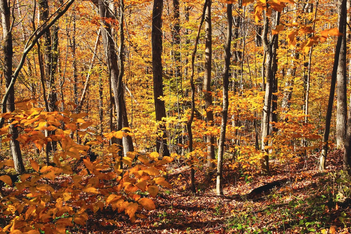 Late Fall in Connecticut