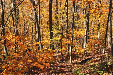 Late Fall in Connecticut