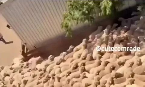 Sheepdog clears a traffic jam