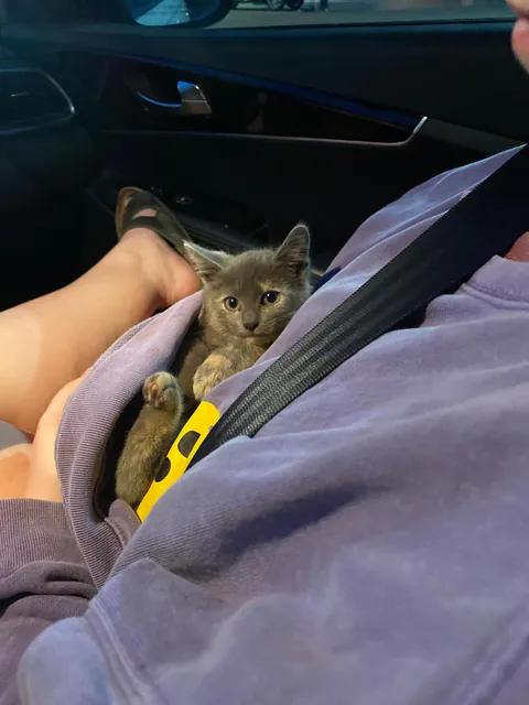 Found this stinky girl in a sonic parking lot 🥺💗