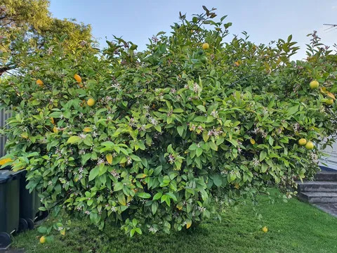 My Meyer Lemon Tree~