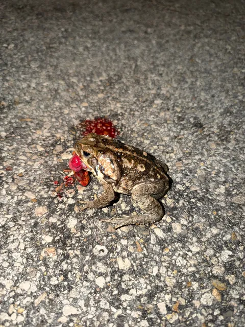 Toad died while eating part of a crab?