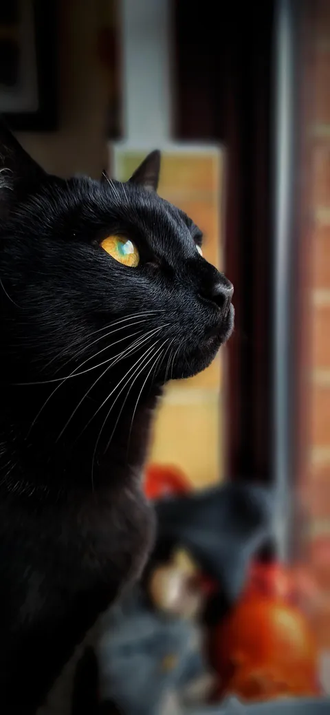 My handsome Irish boy, Ziggy.