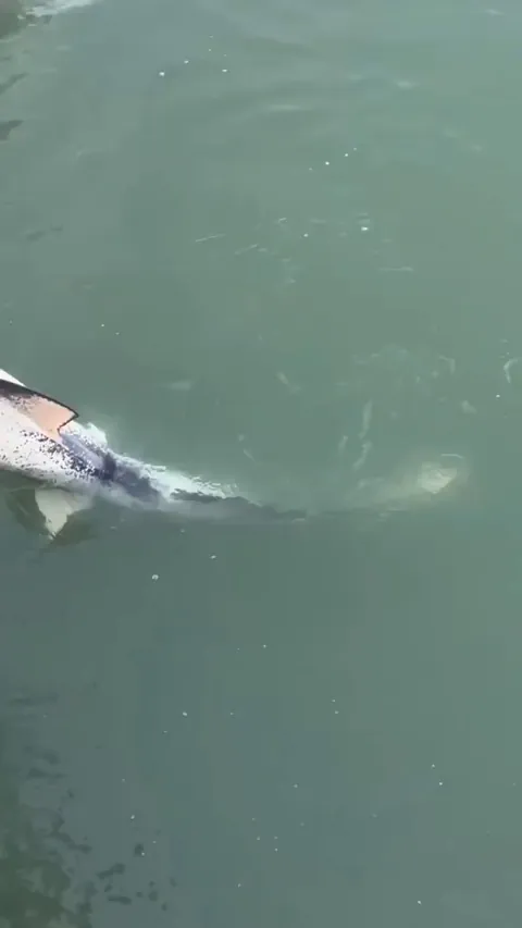 This is an incredibly rare piebald Lemon Shark.