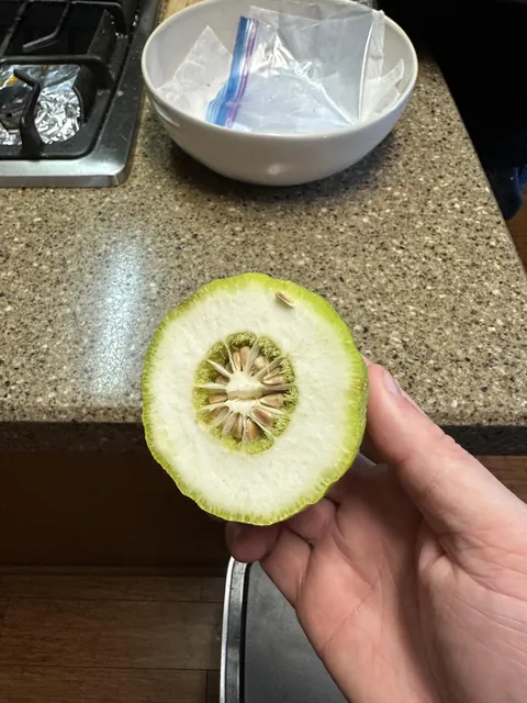 Why do my limes grow like this?