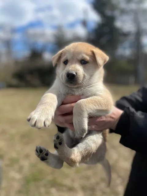Biscuit turns 5 today! happy birthday to the goodest boi ever!!