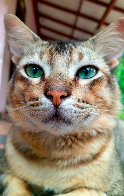 The king of the house 👑