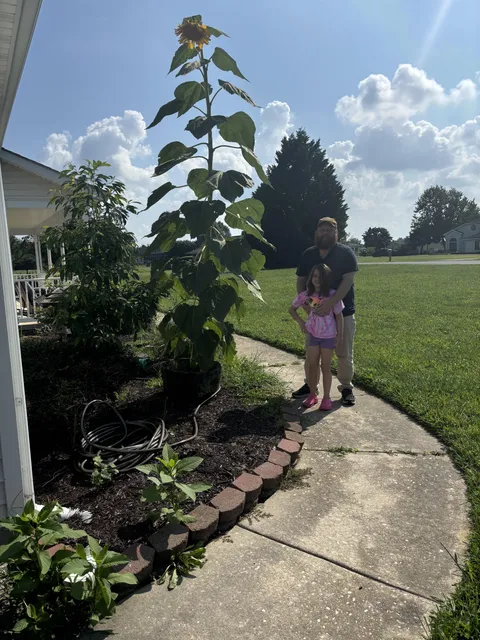 My 7 year old started a sunflower seed as a science project. It just bloomed this week and has reached about 14 ft in height!