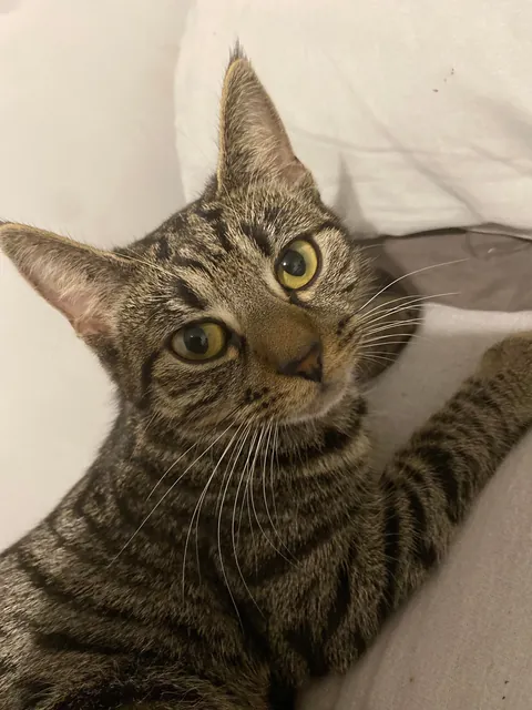 Missing kitten (about 8-10 months old) in Glasgow area, please read description.