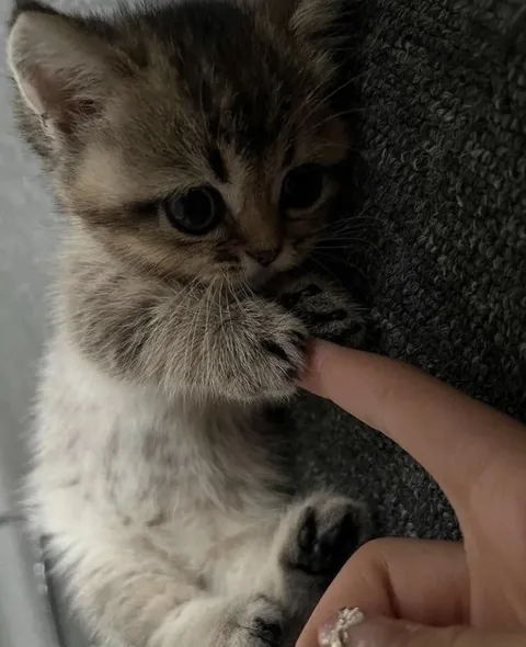 Cute cute cute kitty