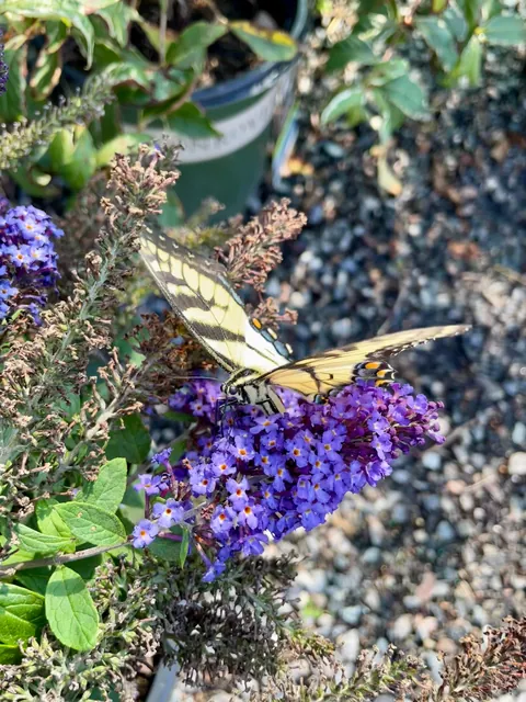 Happy Thursday from my pollinator garden!