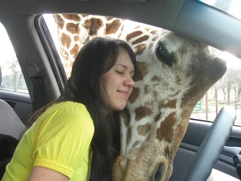 My wife looves giraffes, so when we first started dating, I took her to her first close up experience with one. This is still one of my favorite photos of her - it was pure bliss, followed by buckets of happy tears.