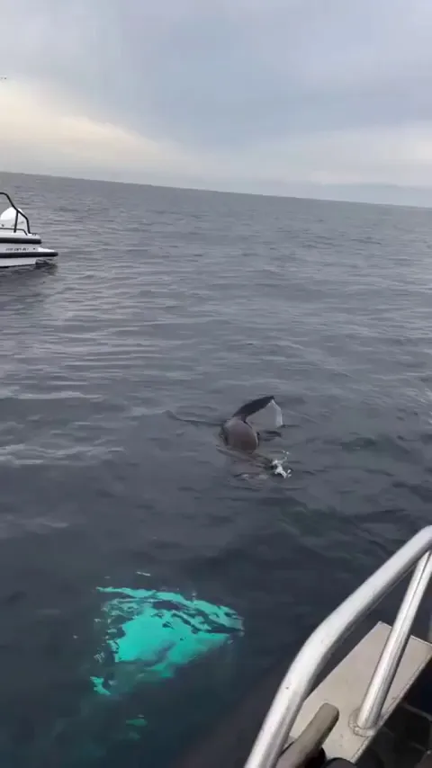 Here’s Why Orcas Are the Ultimate Apex Predators of the Ocean