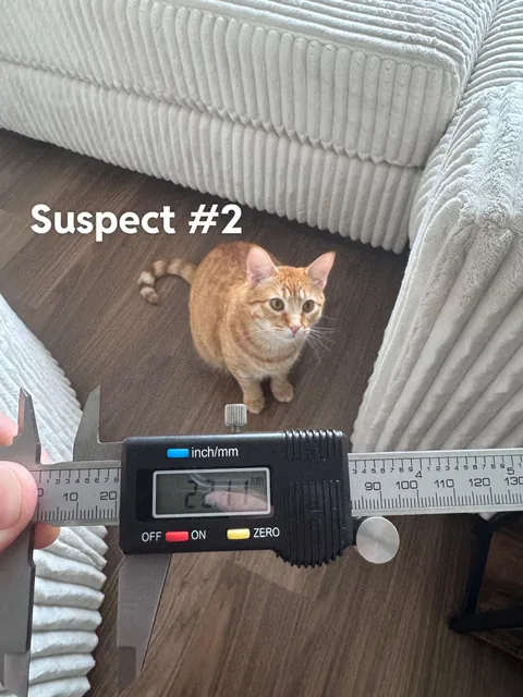 Criminal investigation ➡️
