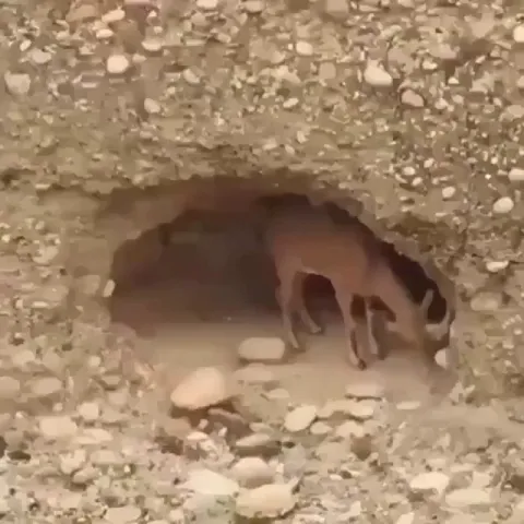 Physics? Not for me. I am a goat.