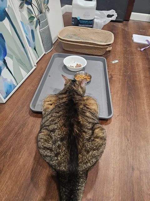 Distended stomach or just fat?