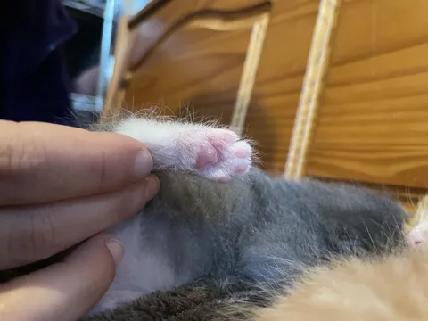 kitten toes!