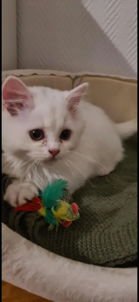 Silly kitty won’t go anywhere without his fish toy