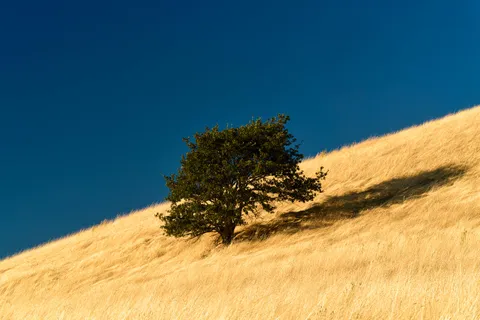 Tree on a hill in central Oregon [OC] [3000x2000]
