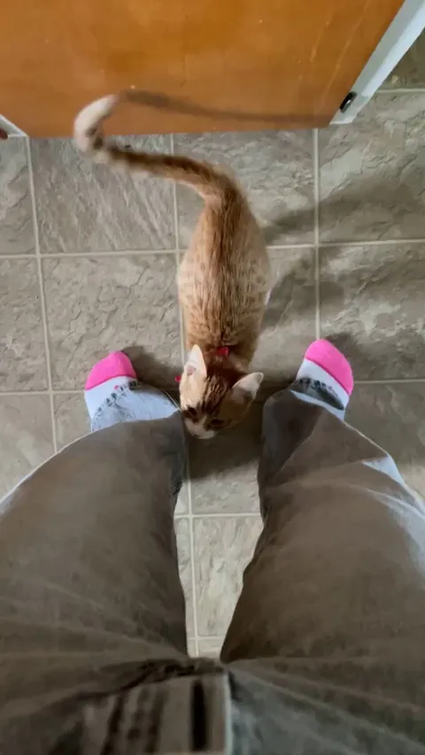 my roommate’s kitten climbed me because he wanted attention