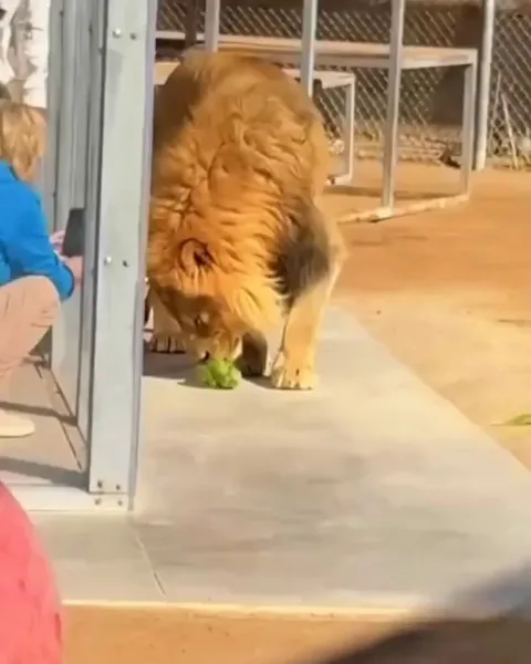 Lion tries a cabbage for the first time