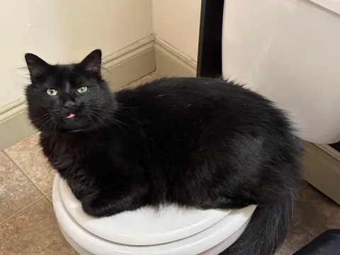 Anyone else’s void still have blue in their eyes from kittenhood?