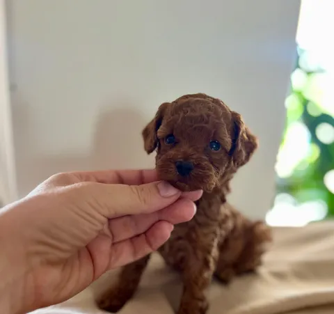 Meet Hetty! She’s very rare indeed. Only 4 weeks old!