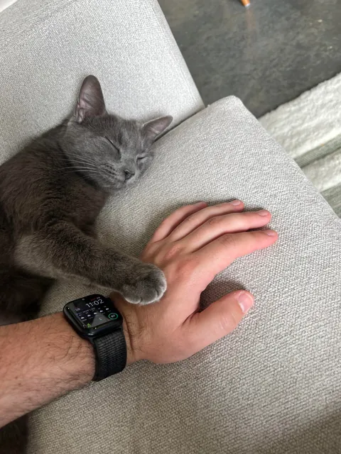 Rescued her only 72 hours ago. Meet Denim