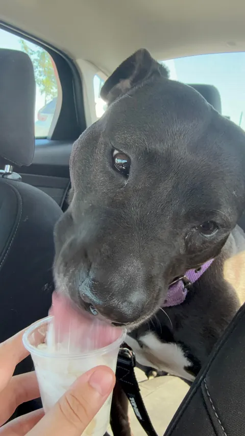 Waffles has officially broken out of the shelter after 730 days! 🤭