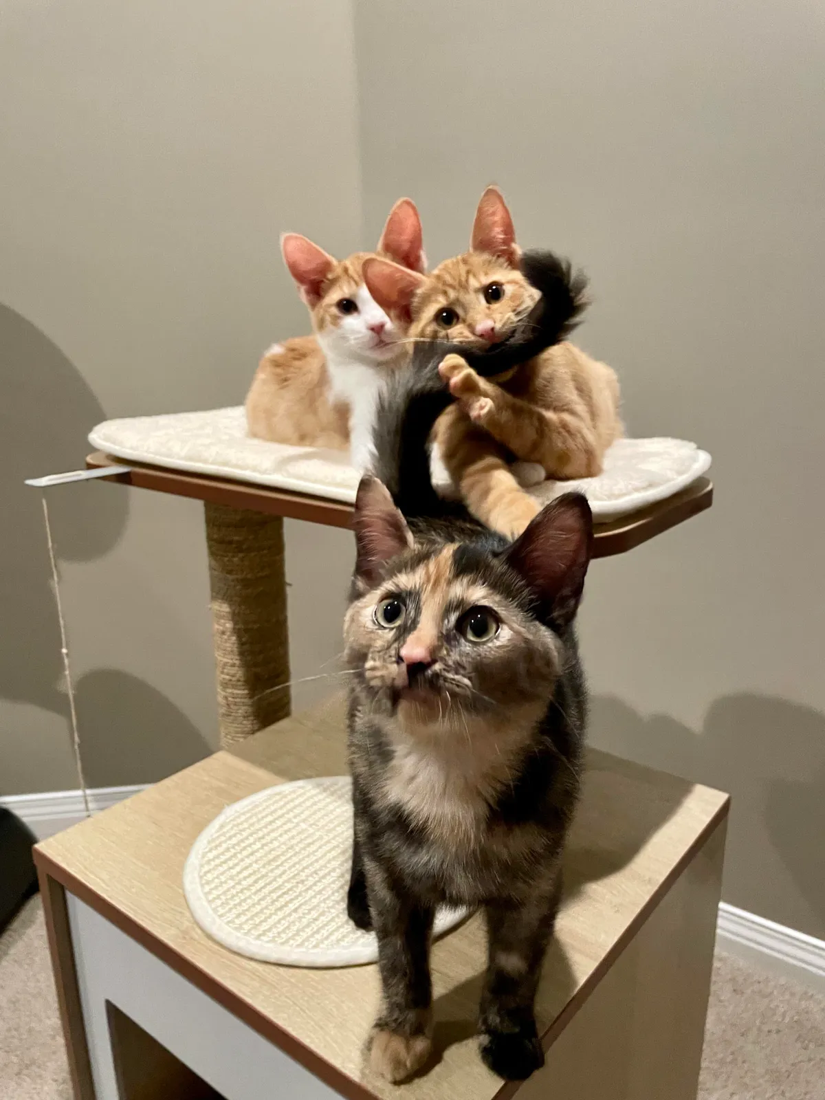 The perfect family portrait 🐱