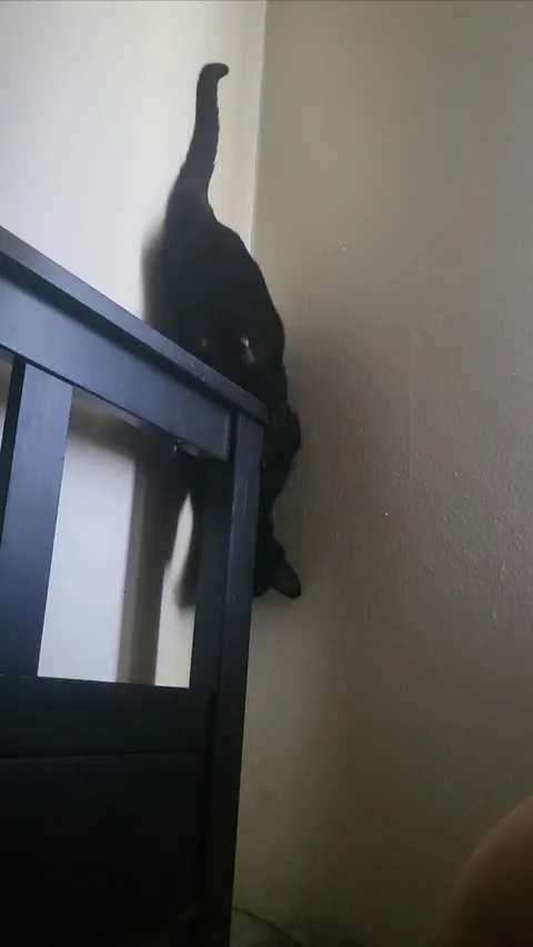 My void has learned how to get off my bf's bed frame "safely". She did this repeatedly for like 10 mins. 