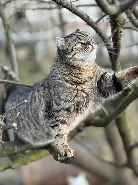 My Sundays are for volunteering at a cat hospice. I think I look forward to it even more than them