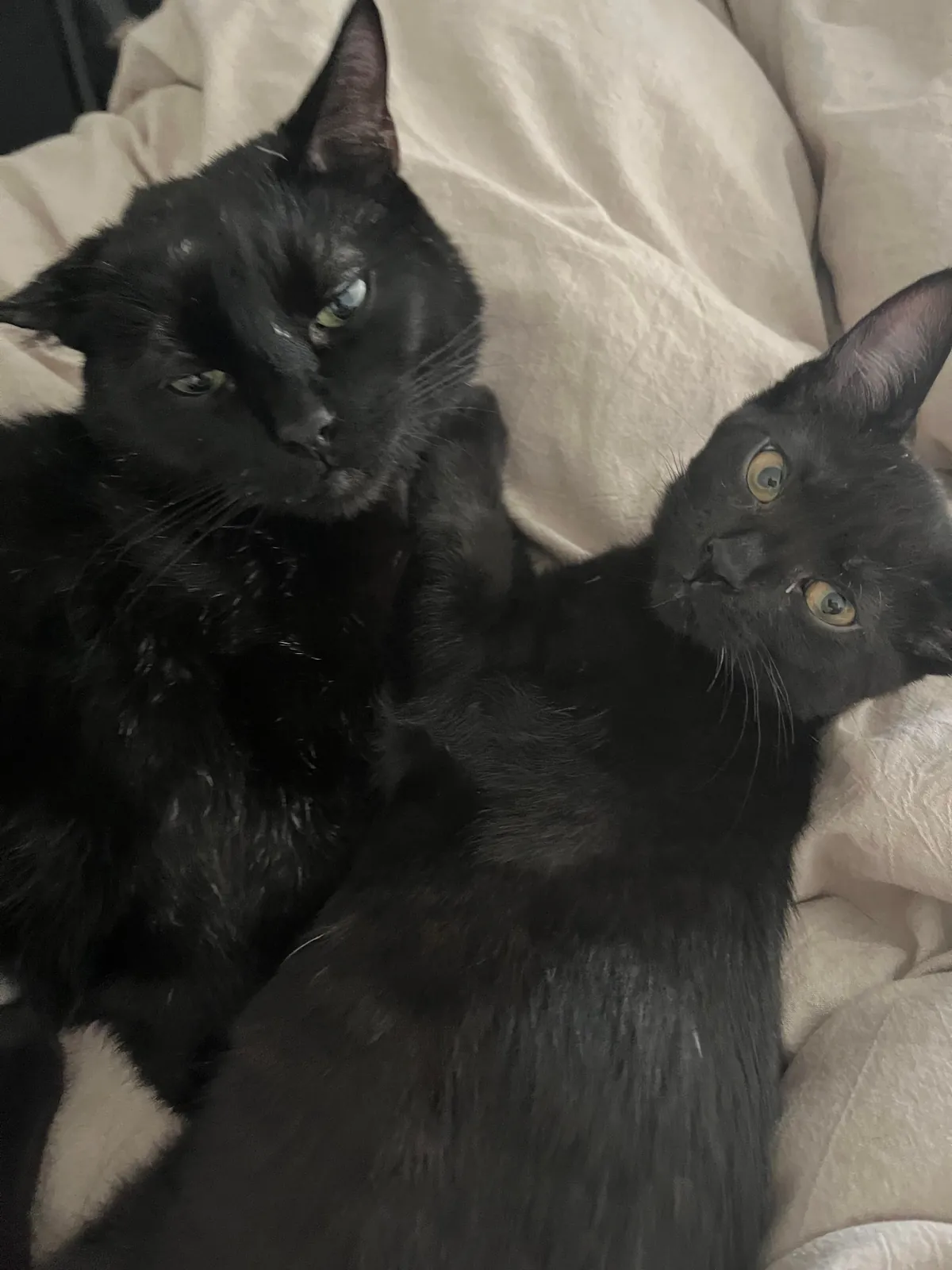 Two weeks without you 🐈‍⬛