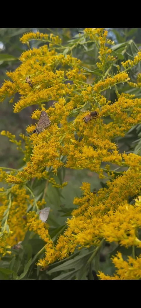 Goldenrod caused an all-out POLLINATOR RAVE  ™