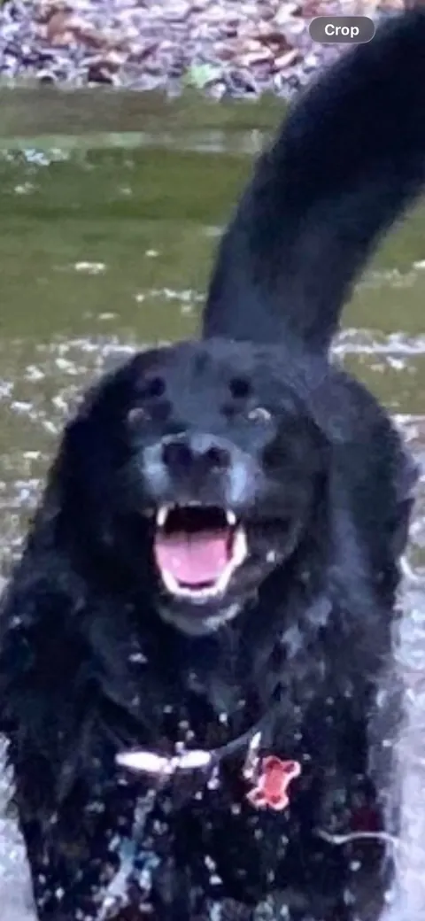 I asked my dog sitter how my dog was doing, and this was her response🤣👏