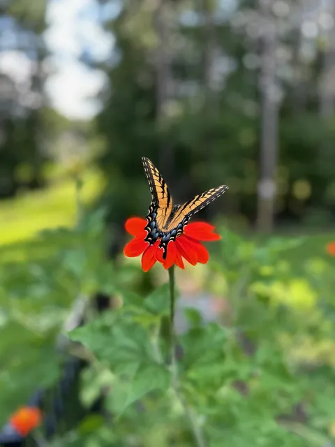 First time seeing her. She found my Mexican sunflower and stayed a while. 🦋