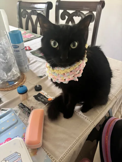 I lost my Lapis last night💔